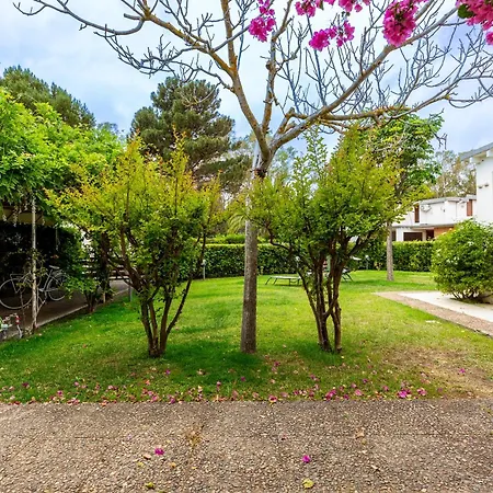 Buganvillea Near The * Maracalagonis