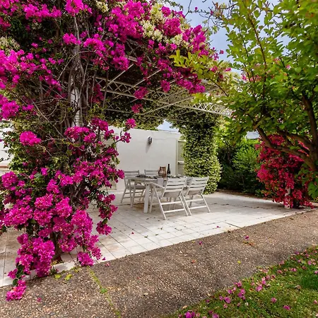 Buganvillea Near The